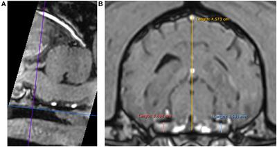 Low Field MRI Measurements of the Normal Canine Trigeminal Nerve